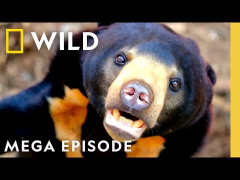 Dangerous Animal Kingdom | When Predators Attack MEGA Episode | Nat Geo Animals