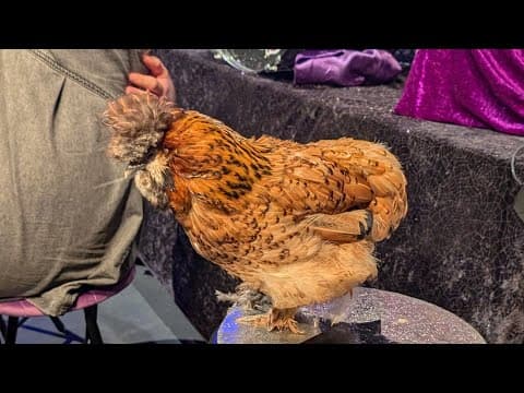 Flock flags innocent man for arrest, OVER & OVER AGAIN