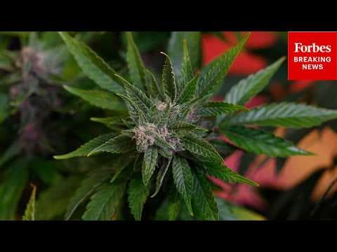 What Are Some Of The Medical Benefits Of Cannabis As Trump Reschedules It? Cannabis CEO Explains