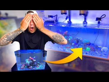 J’AI TRANSFORMÉ MON NANO EN BAC RECIFAL DE 200 LITRES !! ( mon plus beau ? ) - TOOPET
