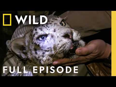 Snow Leopard of Afghanistan (Full Episode) | DOCUMENTARY SPECIAL | Nat Geo Animals