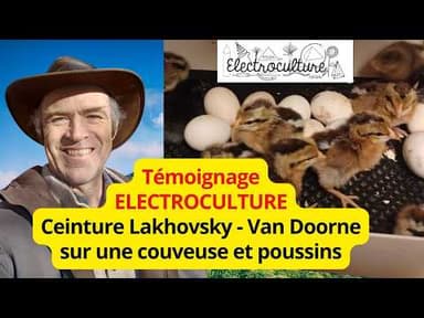 Résultats comparatif d'une ceinture Lakhovsky d'électroculture sur des poussins de poules d'Alsace