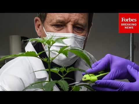 'Not Hocus Pocus': Cannabis CEO Touts Science Behind Medical Cannabis Benefits Amid Reschedule