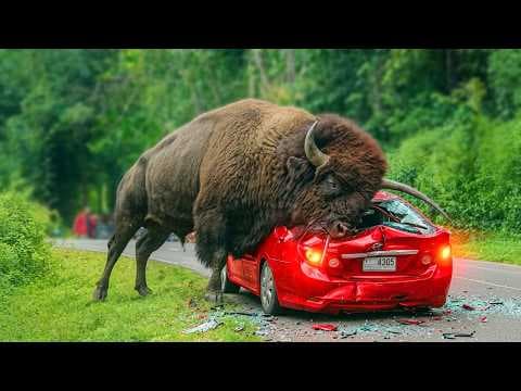 Damn Nature You Scary | Rare and Scary Animal Encounters