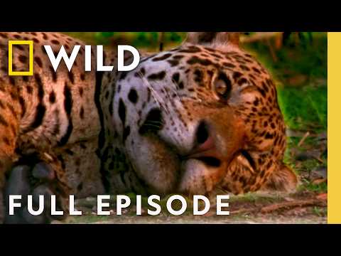 Tropic Thunder (Full Episode) | World's Deadliest Compilation | Nat Geo Animals