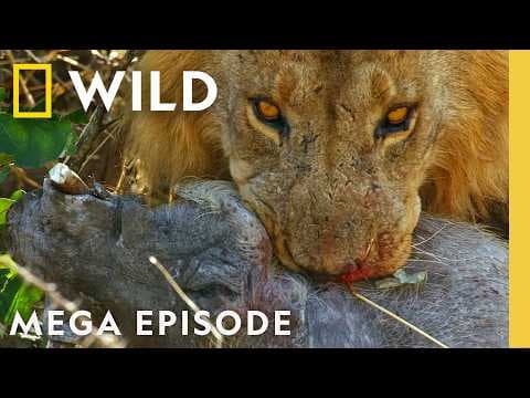 Sacrifices, Uprisings, & Rivalries | Savage Kingdom S2 & S4 MEGA Episode | Nat Geo Animals