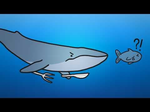 Why Are All The Biggest Land Animals Vegetarians?