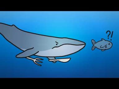 Why Are All The Biggest Land Animals Vegetarians?