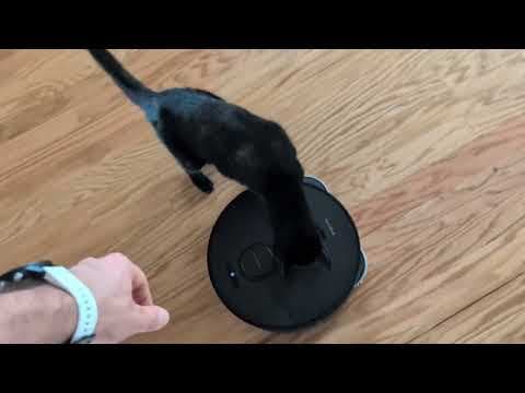 Clinton the cat vs AI robot vacuum