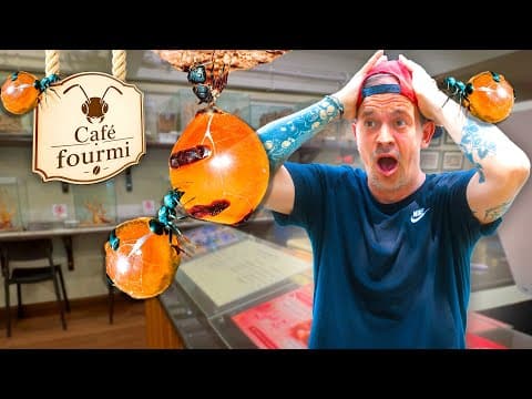 LES FOURMIS LES PLUS RARES RÉUNIES DANS UN SEUL CAFÉ ( unique au monde ) -TOOPET