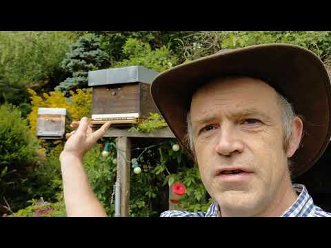 Un cadeau du ciel Partie 2 : un essaim d'abeilles. Pensées sur les signes et l'électroculture.