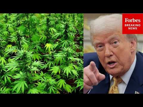 What Does President Trump's Executive Order Rescheduling Medical Cannabis Do? Cannabis CEO Explains