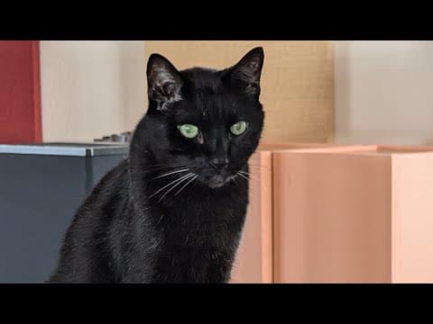 Followup to yesterday's video on winding down repair preservation group