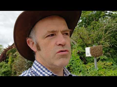 Un cadeau du ciel Partie 1 : un essaim d'abeilles. Pensées sur les grâces, signes et synchronicités.