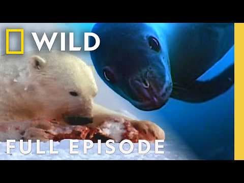 The Animal Kingdom’s Most Dangerous Bites | World’s Deadliest Compilation | Nat Geo Animals