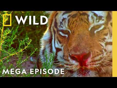 Epic Animal Wars | Animal Fight Night S2 & S6 MEGA Episode | Nat Geo Animals