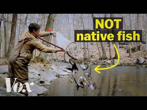 Why are states unleashing millions of these fish?