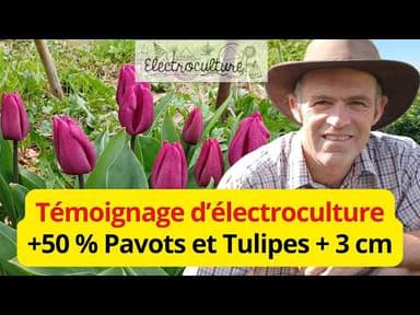 Observation d'électroculture sur les tulipes et pavots avec la spirale Ighina et une tour ronde