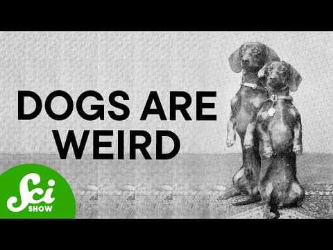 Humans Didn't Make Dogs Weird