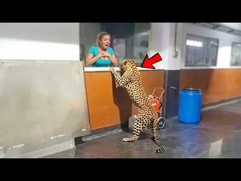 Wild Animals Invading Cities Caught on Camera