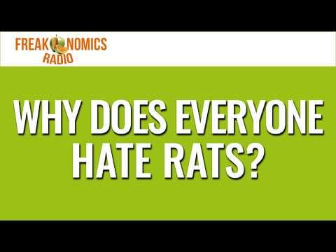 Why Does Everyone Hate Rats? (Update) | Freakonomics Radio