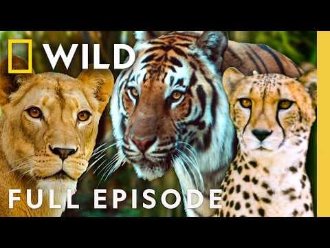 Which Big Cat is the Best? (Full Episode) | SPECIAL | Nat Geo Animals