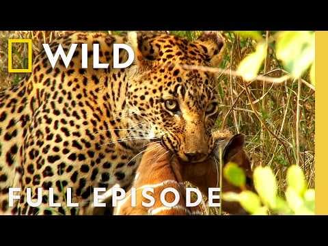 Lone Survivor (Full Episode) | Animal Fight Night Compilation | Nat Geo Animals