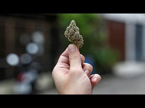 US Expected to Ease Restrictions on Marijuana