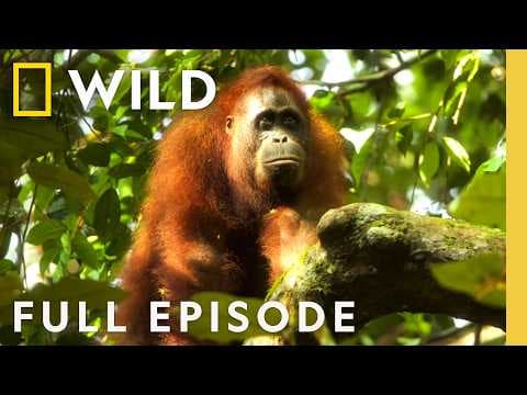 Orangutan on the Edge (Full Episode) | Mission Critical | Nat Geo Animals