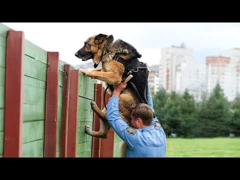 When God Sends You the Funniest Police Dog 👮‍♀️😁