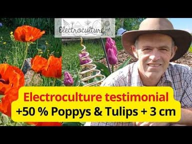 Testimonial on the effects of electroculture spirals on growth of garden flowers poppys and tulips