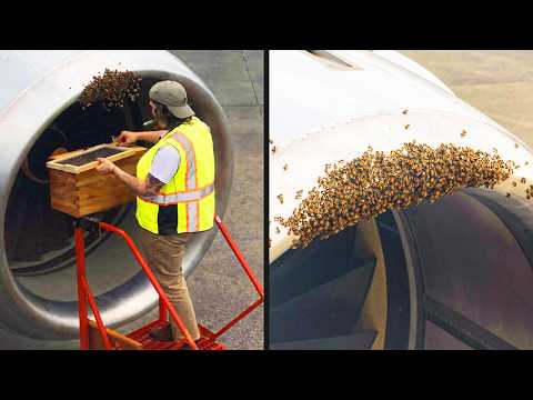 Flight Delayed Due to Bee Invasion