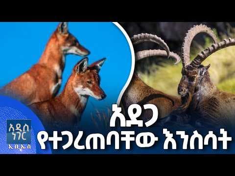 አደጋ የተጋረጠባቸው እንስሳት፣ ሚያዝያ 09, 2018 What's New April 17, 2026