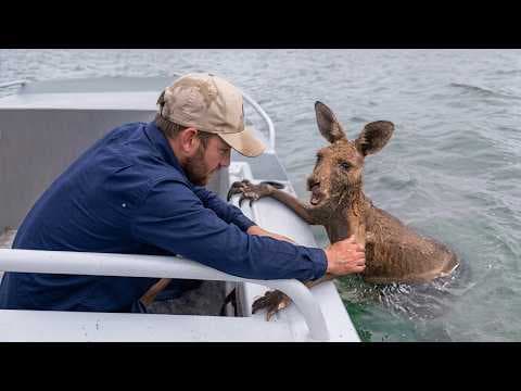 Animals That Asked People for Help & Kindness