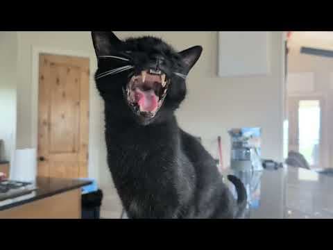 An unforgivable creature: and a very bad cat