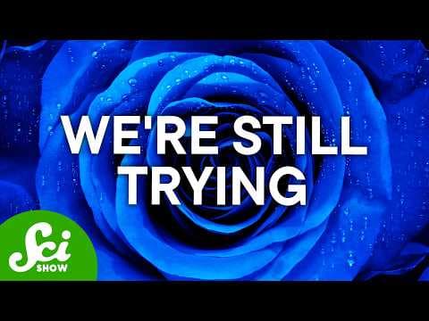 We Have Spent Millions of Dollars on Blue Roses