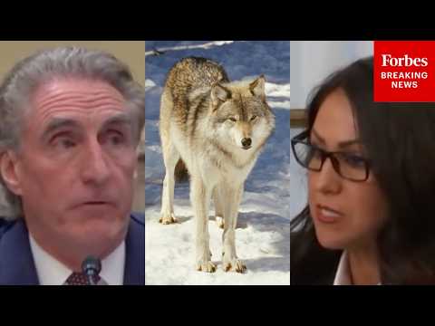 Lauren Boebert Questions Doug Burgum On How DOI Will 'Hold Colorado Accountable' For Wolf Population