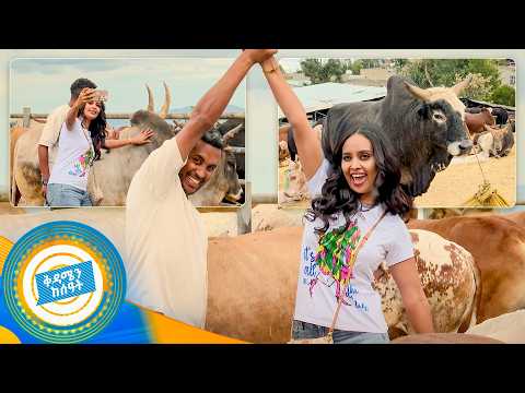 //በቱሪስቶች አይን// "ሰብለ ለጮማው ብላ በቁንጥጫ ጨረሰችው😂...ፍላሽ  የሚወስድ በሬ ነው"//ቅዳሜን ከሰአት//