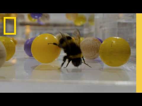 Never Before Seen: Insects Playing | Secrets of the Bees | National Geographic