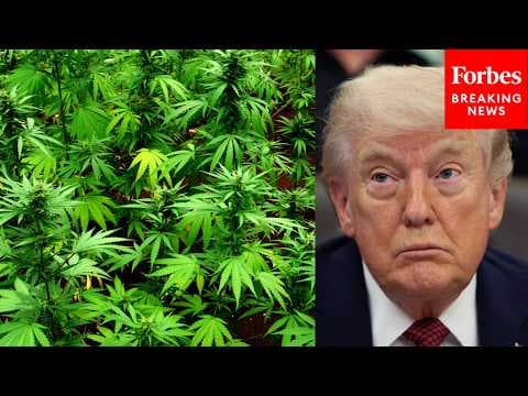 'It Is Overwhelmingly Popular': Leavitt Defends Trump's Reclassification Of Medical Marijuana