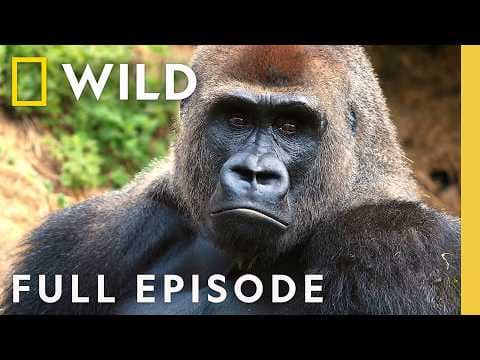 Deadly Encounters (Full Episode) | 10 Animals That Can Kill You | Nat Geo Animals