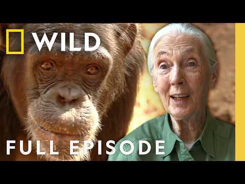 Chimp School (Full Episode) | DOCUMENTARY SPECIAL | Nat Geo Animals