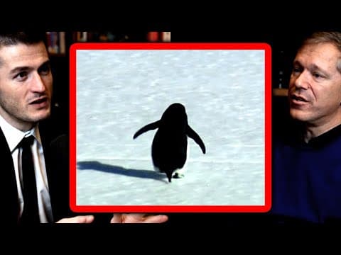 Lex Fridman on the penguin: But why?