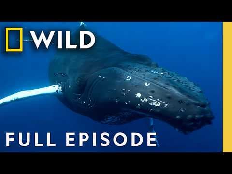 Dolphins Up Close with Bertie Gregory (Full Episode) | SPECIAL | Nat Geo Animals